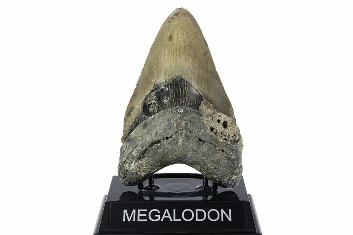 Fossil Megalodon Tooth - North Carolina #346330